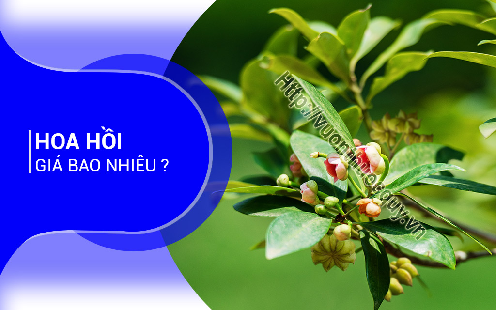 Hoa Hồi Giá Bao Nhiêu ?