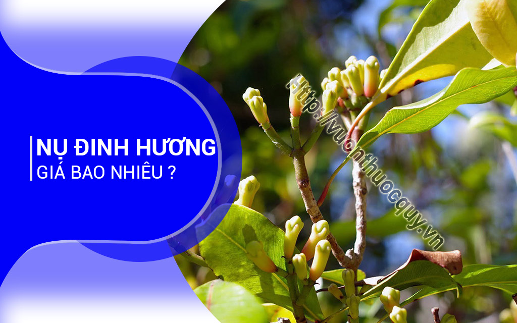 Nụ Đinh Hương Giá Bao Nhiêu ?