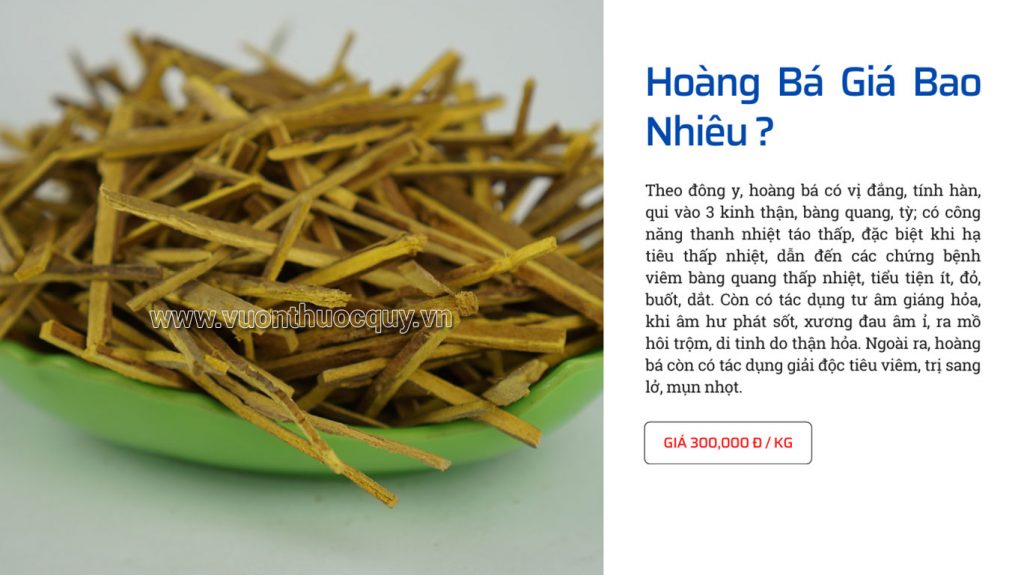 Hoàng Bá Giá Bao Nhiêu ?
