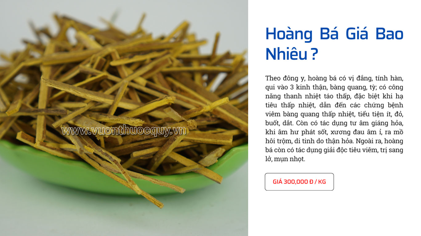 Hoàng Bá Giá Bao Nhiêu ?