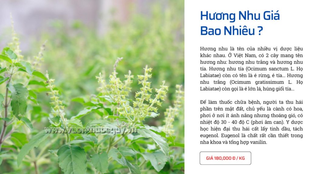 Hương Nhu Giá Bao Nhiêu ?