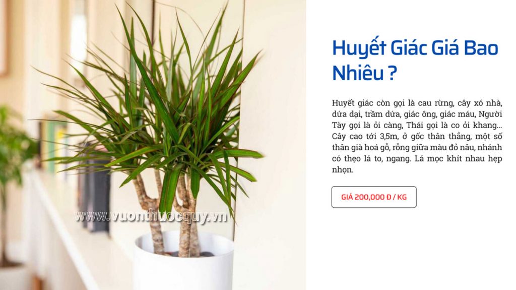 Huyết Giác Giá Bao Nhiêu ?
