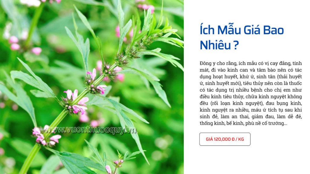 Ích Mẫu Giá Bao Nhiêu ?