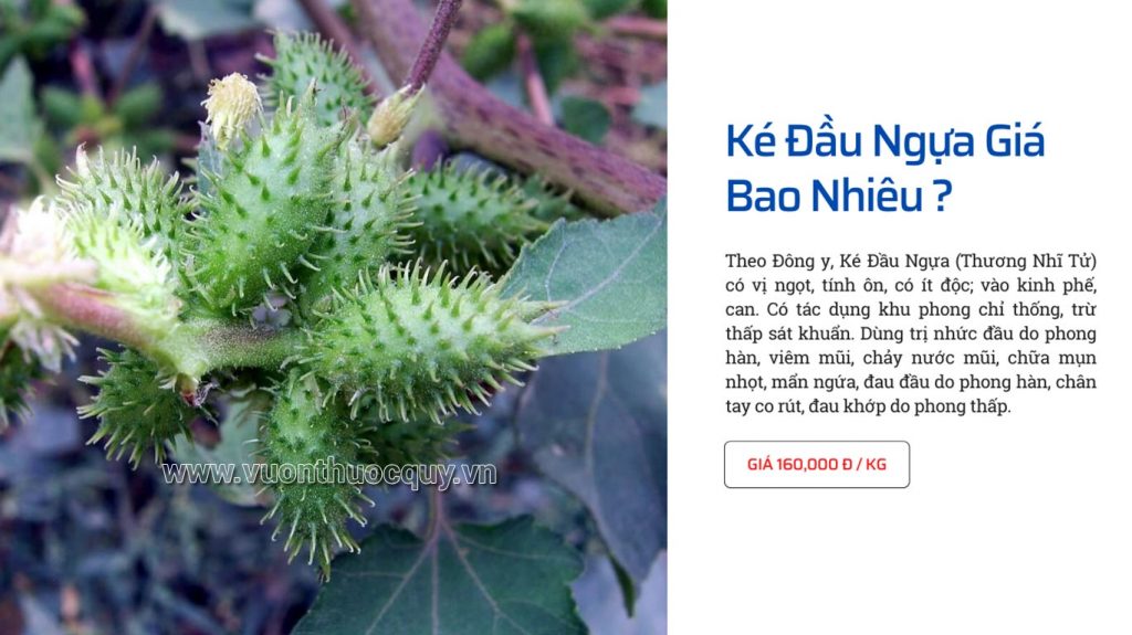 Ké Đầu Ngựa Giá Bao Nhiêu ?