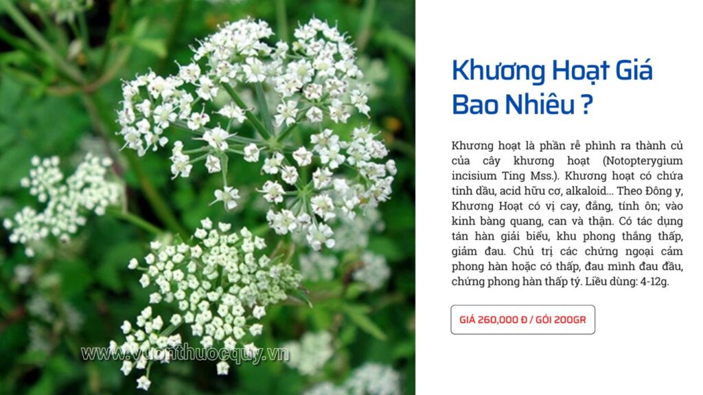Khương Hoạt Giá Bao Nhiêu ?