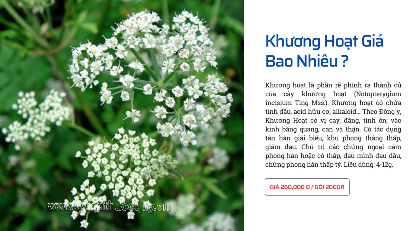 Khương Hoạt Giá Bao Nhiêu ?