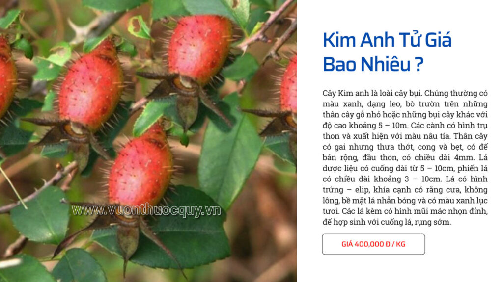 Kim Anh Tử Giá Bao Nhiêu ?