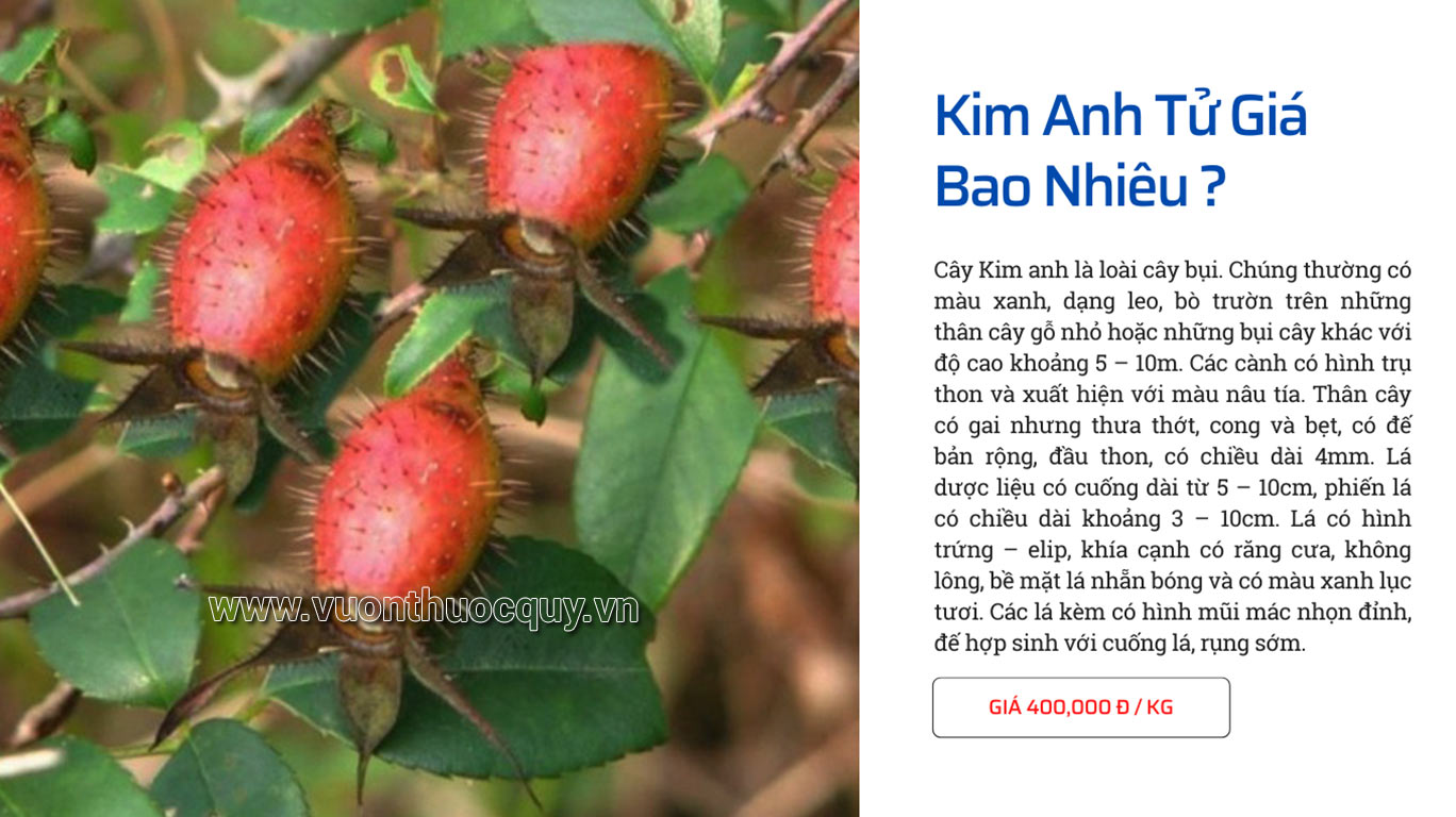 Kim Anh Tử Giá Bao Nhiêu ?