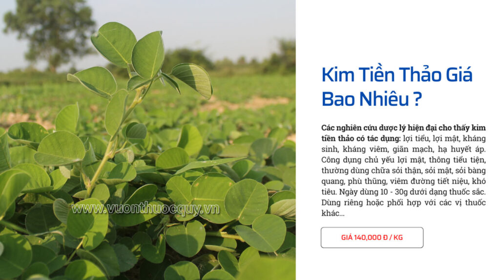 Kim Tiền Thảo Giá Bao Nhiêu ?