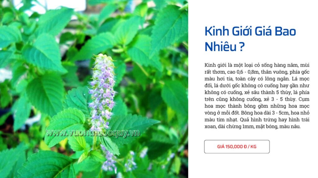 Kinh Giới Giá Bao Nhiêu ?