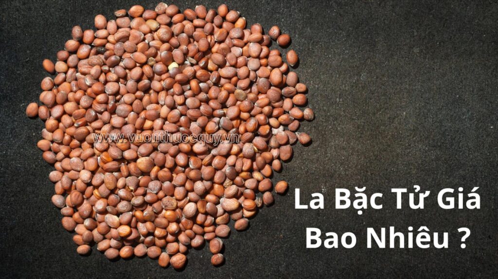 La Bặc Tử Giá Bao Nhiêu ?